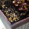Scotts Osmocote Controlled Release Fertiliser for Pots and Planters image 5