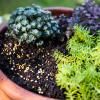 Scotts Osmocote® Controlled Release Fertiliser: Cacti & Succulent image 6