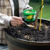 Scotts Osmocote® Controlled Release Fertiliser: Citrus & Fruit image 5