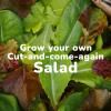 DJ11917_Tui_Love_the_Garden_Salad_thumbnail_image_v1.jpg