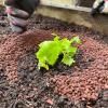 SlugClear™ Slug & Snail Barrier image 3