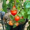 Levington® Tomorite® Concentrated Tomato Food image 2
