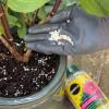 Miracle-Gro® Plant Food Granules - Azalea, Camellia, Rhododendron image 4