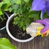 Miracle-Gro® Plant Food Granules - All Purpose image 3