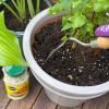 Miracle-Gro® Plant Food Granules - All Purpose image 4