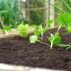 Levington® Composted Mulch image 3