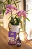 SUBSTRAL Pałeczki nawozowe Orchidea image 3