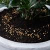 Scotts Osmocote® Controlled Release Fertiliser: Roses, Gardenias, Azaleas & Camellias image 5