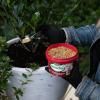 Scotts Osmocote® Controlled Release Fertiliser: Roses, Gardenias, Azaleas & Camellias image 6