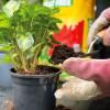 Miracle-Gro® Peat Free Premium Houseplant Potting Mix image 3