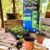 Levington® Peat Free John Innes No.1 image 4