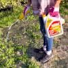 Weedol® Rapid Weed Control (Ready to Use) image 3