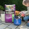 Levington® Peat Free Container & Basket Compost image 3