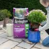 Levington® Peat Free Container & Basket Compost image 4