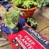 Tomorite® Peat Free Deep Planter image 2