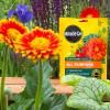 Miracle-Gro® Plant Food Tablets - All Purpose image 2