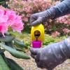 Miracle-Gro® Liquid Plant Food - Azalea, Camellia, Rhododendron image 3