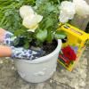 Miracle-Gro® Plant Food Fast Acting Granules - Rose & Shrub image 3