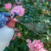 RoseClear® Ultra Shield image 4