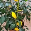 Naturen® Mini-pièges jaunes pour plantes de la maison et balconnières image 3