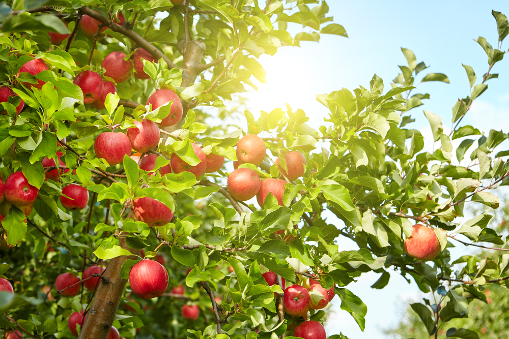 Arbres fruitiers : Nourrir, Tailler