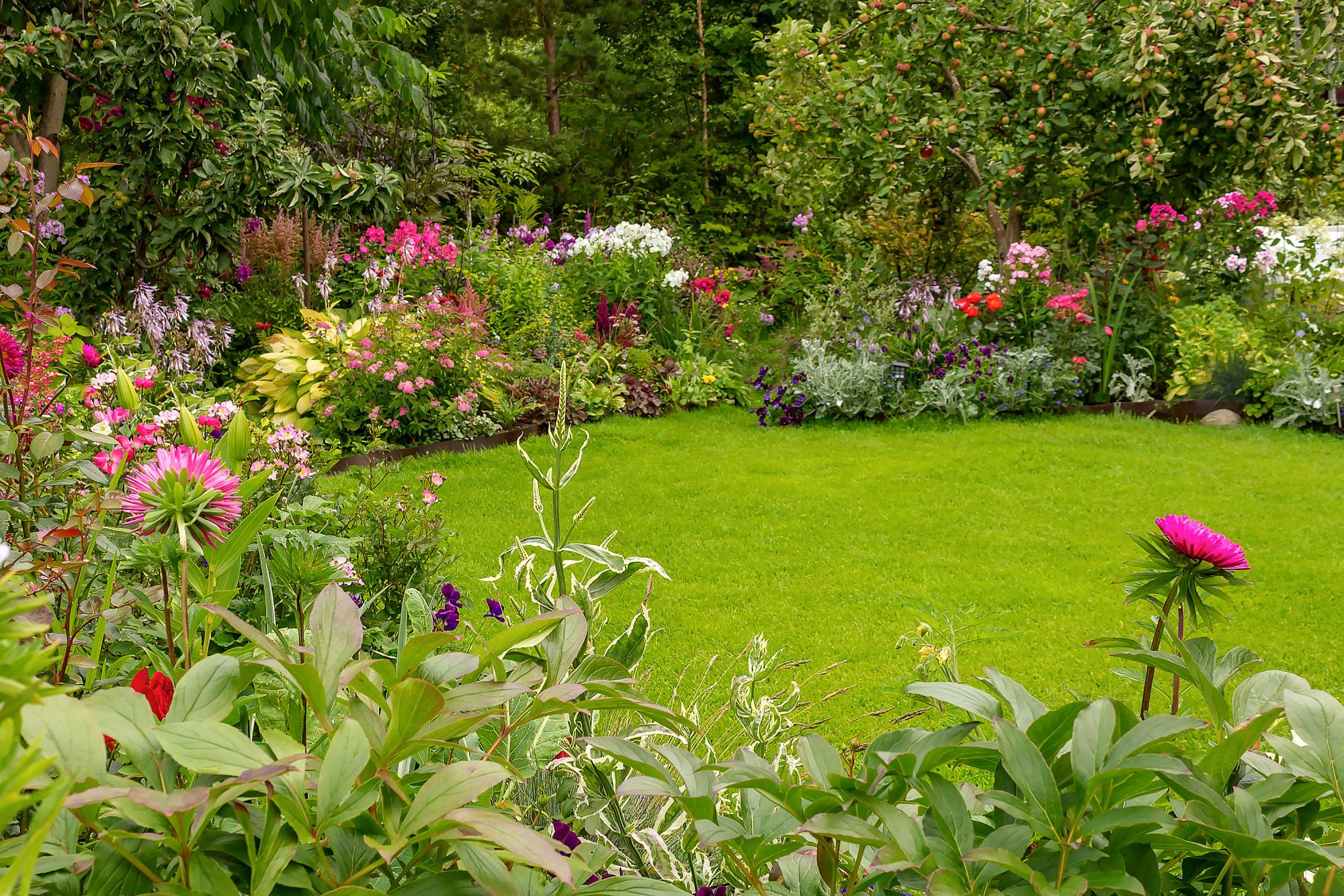A neatly cut real grass lawn surrounded by borders full of colourful flowers 
