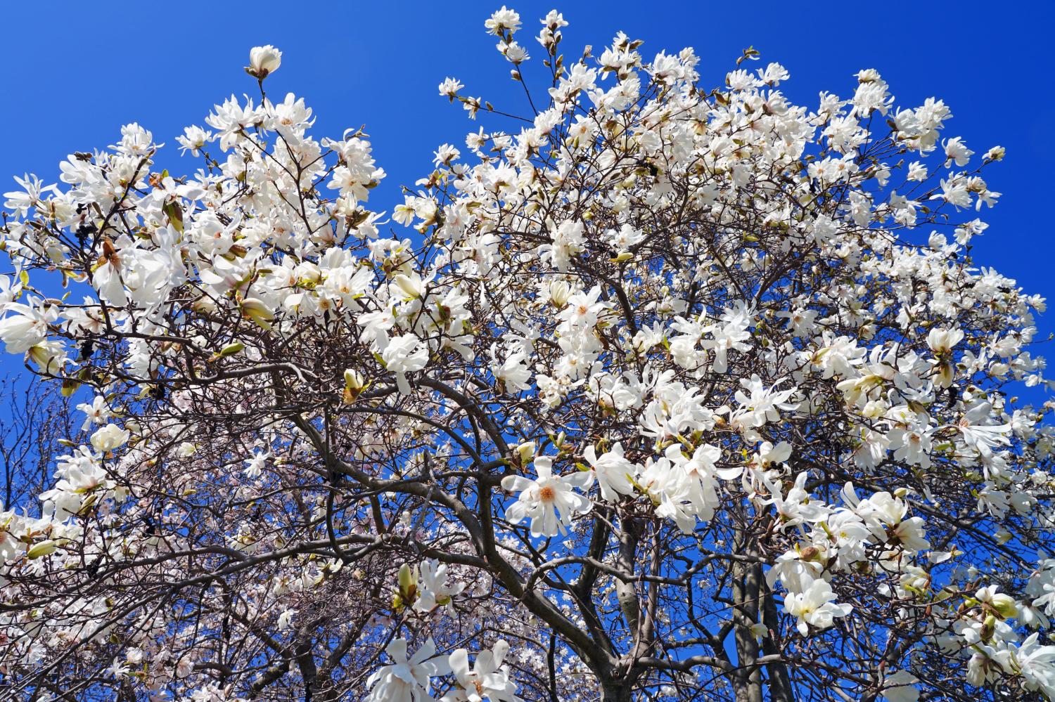 Flowering white star magnolia tree against a blue sky