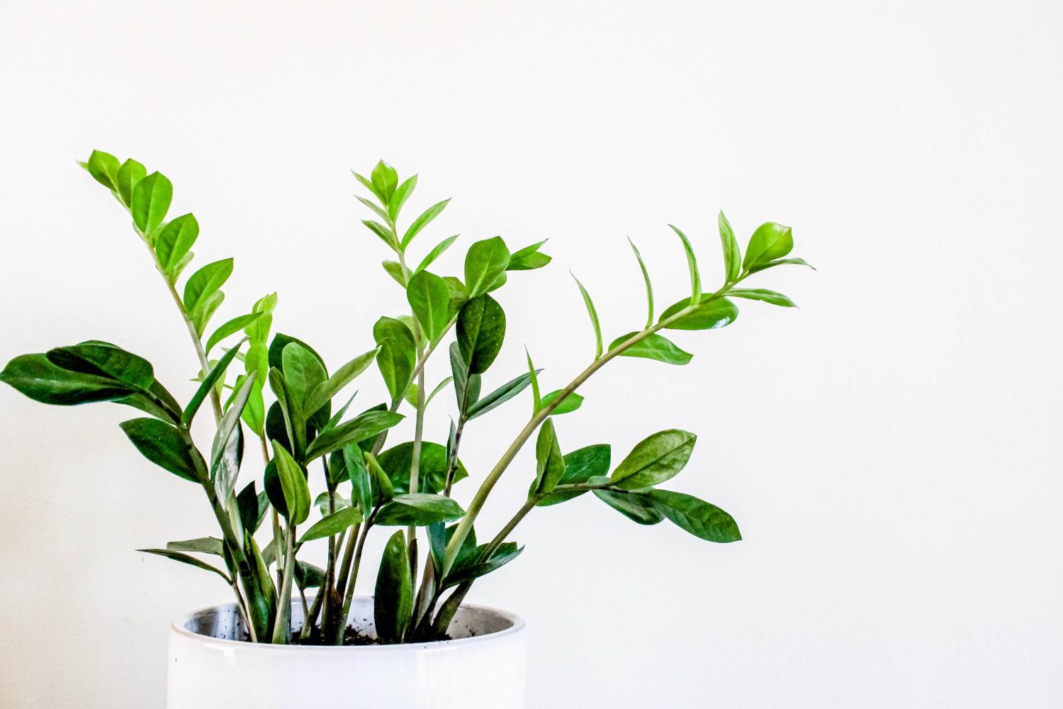 ZZ plant in a white pot on white background.