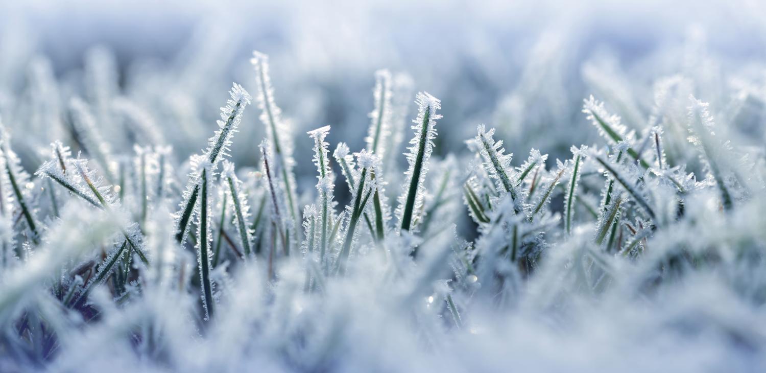 Close-up view of frosted grass blades 