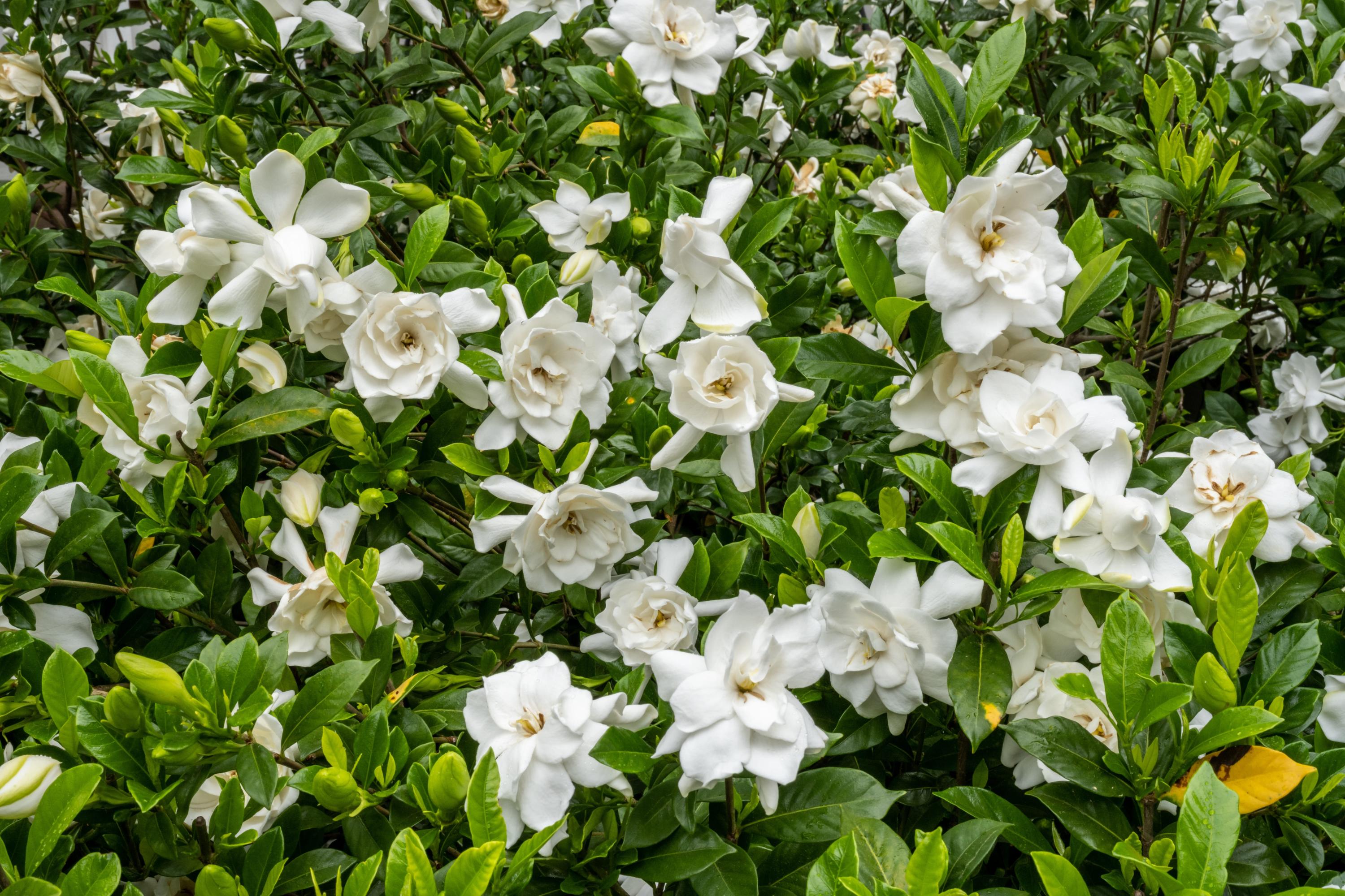 A gardenia shrub in New Zealand blooming with white flowers.
